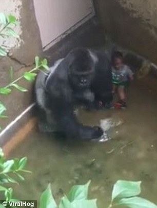34C5933A00000578-3616453-Witnesses_said_the_gorilla_looked_like_he_was_trying_to_protect_-a-20_1464619685241
